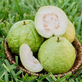 Psidium guajava | Allahabad Safeda White Flesh | Yellow & Lemon & Apple Guava | 20_Seeds