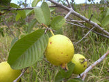 Psidium guajava | Allahabad Safeda White Flesh | Yellow & Lemon & Apple Guava | 20_Seeds