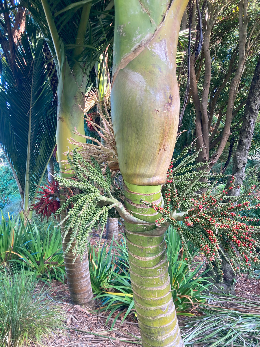 Rhopalostylis sapida | Nīkau Palm | 20_Seeds – Butterfly Garden Seeds