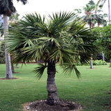 Sabal minor | Dwarf Palmetto | 5_Seeds