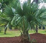 Sabal minor | Dwarf Palmetto | 5_Seeds