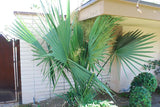 Sabal minor | Dwarf Palmetto | 5_Seeds