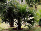 Sabal minor | Dwarf Palmetto | 5_Seeds