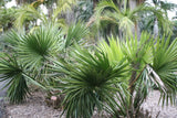 Sabal minor | Dwarf Palmetto | 5_Seeds