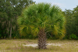 Sabal palmetto | Swamp Cabbage | Carolina & Common Palmetto | 10_Seeds