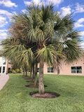 Sabal palmetto | Swamp Cabbage | Carolina & Common Palmetto | 10_Seeds