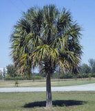 Sabal palmetto | Swamp Cabbage | Carolina & Common Palmetto | 10_Seeds