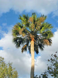Sabal palmetto | Swamp Cabbage | Carolina & Common Palmetto | 10_Seeds