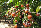Sapindus mukorossi | Indian & Chinese Soapberry | Washnut | 5_Seeds