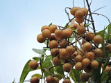 Sapindus mukorossi | Indian & Chinese Soapberry | Washnut | 5_Seeds
