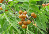 Sapindus mukorossi | Indian & Chinese Soapberry | Washnut | 5_Seeds