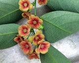 Sauropus androgynus | Sweet Leaf | Sweetleaf Bush | Katuk | 20_Seeds
