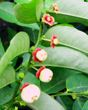 Sauropus androgynus | Sweet Leaf | Sweetleaf Bush | Katuk | 20_Seeds