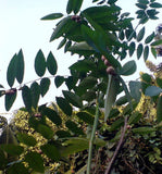 Sauropus androgynus | Sweet Leaf | Sweetleaf Bush | Katuk | 20_Seeds