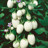 Solanum melongena | Golden Eggs | Aubergine | Ornamental Eggplant | 100_Seeds