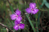 Thysanotus multiflorus | Many-Flowered Fringe Lily | 20_Seeds