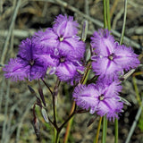 Thysanotus multiflorus | Many-Flowered Fringe Lily | 20_Seeds
