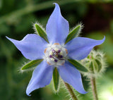 Borago officinalis | Cool Tankard | 50_Seeds