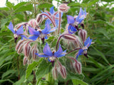 Borago officinalis | Cool Tankard | 50_Seeds