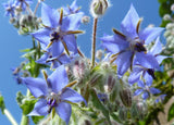 Borago officinalis | Cool Tankard | 50_Seeds