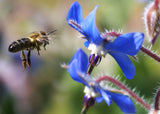 Borago officinalis | Cool Tankard | 50_Seeds