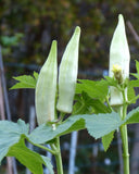 Abelmoschus esculentus White Fruit | White Velvet Okra |Ladies Fingers| 10_Seeds