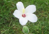 Abelmoschus ficulneus | White Wild | Musk Mallow | Native Rosella | 20_Seeds