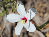 Abelmoschus ficulneus | White Wild | Musk Mallow | Native Rosella | 20_Seeds
