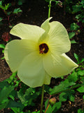 Abelmoschus manihot | Aibika | Sunset Muskmallow Hibiscus | 10_Seeds