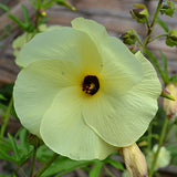 Abelmoschus manihot | Aibika | Sunset Muskmallow Hibiscus | 10_Seeds