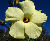 Abelmoschus manihot | Aibika | Sunset Muskmallow Hibiscus | 10_Seeds