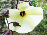 Abelmoschus manihot | Aibika | Sunset Muskmallow Hibiscus | 10_Seeds