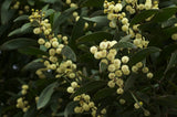 Acacia melanoxylon | Australian Blackwood | Mudgerabah | Tasman | 10_Seeds