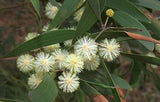 Acacia melanoxylon | Australian Blackwood | Mudgerabah | Tasman | 10_Seeds