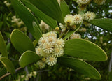 Acacia melanoxylon | Australian Blackwood | Mudgerabah | Tasman | 10_Seeds