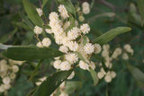 Acacia melanoxylon | Australian Blackwood | Mudgerabah | Tasman | 10_Seeds