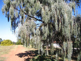 Acacia pendula | Silver Leaf Boree | Weeping Myall | Nilyah | 20_Seeds