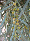 Acacia pendula | Silver Leaf Boree | Weeping Myall | Nilyah | 20_Seeds
