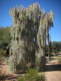 Acacia pendula | Silver Leaf Boree | Weeping Myall | Nilyah | 20_Seeds