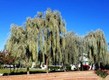 Acacia pendula | Silver Leaf Boree | Weeping Myall | Nilyah | 20_Seeds