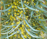 Acacia pendula | Silver Leaf Boree | Weeping Myall | Nilyah | 20_Seeds