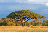 Acacia planifrons | Umbrella Thorn Tree | 10_Seeds