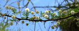 Acacia planifrons | Umbrella Thorn Tree | 10_Seeds