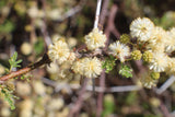 Acacia planifrons | Umbrella Thorn Tree | 10_Seeds