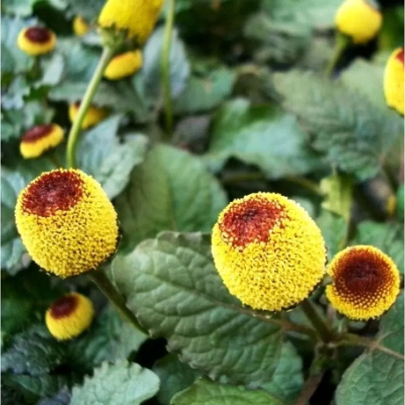 buzz button flower seeds Acmella oleracea | Buzz Buttons | Electric Daisy | Toothache Plant