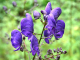 Aconitum napellus | Aconite | Blue Monkshood | Monks Coule | 10_Seeds