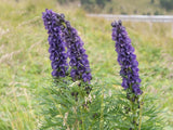 Aconitum napellus | Aconite | Blue Monkshood | Monks Coule | 10_Seeds