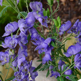 Aconitum napellus | Aconite | Blue Monkshood | Monks Coule | 10_Seeds
