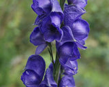 Aconitum napellus | Aconite | Blue Monkshood | Monks Coule | 10_Seeds