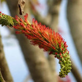 Acrocarpus fraxinifolius | Pink Cedar | Indian Ash | Shingle Tree | 20_Seeds